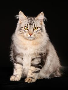 a cat sitting on top of a black surface