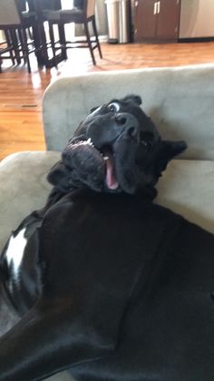 a large black dog laying on top of a couch with its mouth open and tongue out