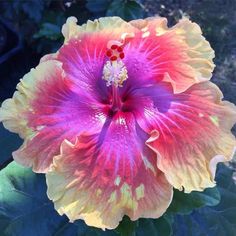 a close up of a flower on a plant