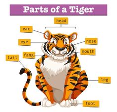 the parts of a tiger on a white background