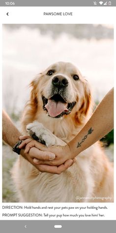 a dog is being petted by someone's hand with the caption, pawsome love