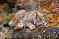 a cat laying on top of a tree branch