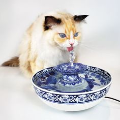 a cat drinking water from a blue and white bowl