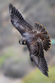 a large bird flying through the air with it's wings spread