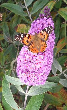 a butterfly sitting on top of a purple flower