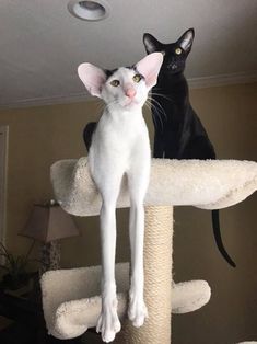 two cats sitting on top of a cat tree