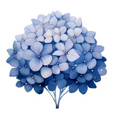 a blue flower with white petals is shown on a white background and has water droplets all over it