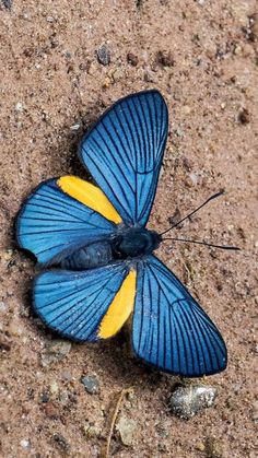 a blue and yellow butterfly laying on the ground