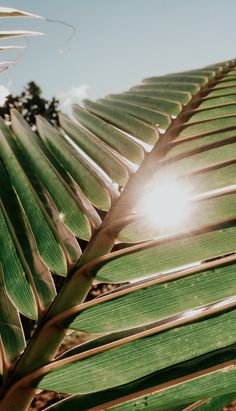 the sun shines through some green leaves