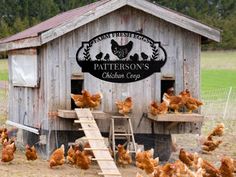 chickens in front of a chicken coop with the words patterson's chicken coop on it