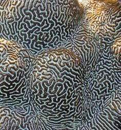 an image of some corals that are in the water