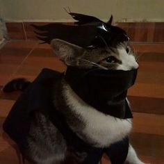 a cat wearing a black and white mask on top of it's head