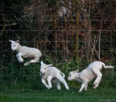 three baby lambs are running in the grass behind a wire fence with trees in the background