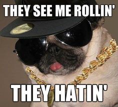 a pug wearing sunglasses and a hat with the caption they see me rollin '