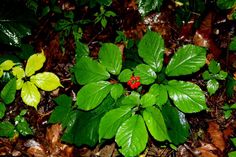 a red flower surrounded by green leaves on the ground with brown and yellow leaves around it