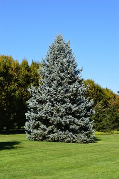 a large blue tree sitting in the middle of a green field next to some trees