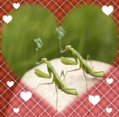 two green praying mantisses sitting on top of a white heart