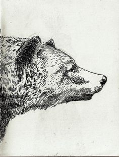 Bear Illustration, White Drawing, Bear Art, Black And White Drawing, Arte Animal, Art And Illustration, Sleeve Tattoo, Animal Illustration, 그림 그리기