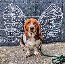 a brown and white dog sitting next to a wall