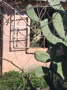 a cactus in front of a building with a window on the side and an open door