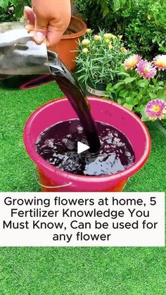 someone is pouring flowers at home, 5 fertilizer knowledge you must know, can be used for any flower