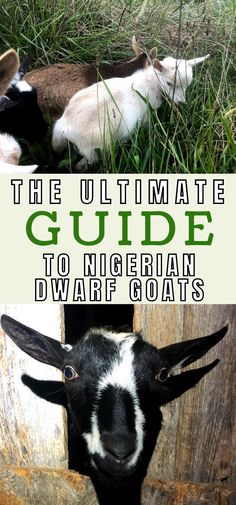 African Pygmy Goats, Goat Treats, Goat Life, Goat Ideas, Raising Livestock, Barbie Pets