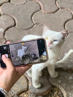 a person holding up a cell phone with a white cat on the ground in front of them