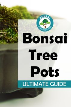 bonsai tree pots ultimate guide