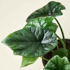 a close up of a plant with green leaves in a pot on a white background