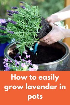 someone is planting lavender in pots with the words how to easily grow lavender in pots