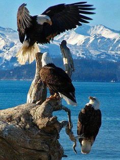 three bald eagles perched on top of dead tree branches near the water with mountains in the background