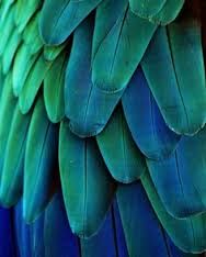 the back side of a blue and green bird's feathers, showing its bright colors