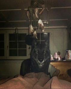 a large black dog laying on top of a bed under a light fixture in a room