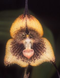 Monkey Orchid, Orchid Seeds, Wonderful Flowers