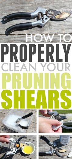 how to properly clean your pruning shears and use them as an accessory