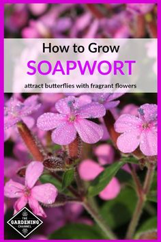 pink flowers with the title how to grow soapwort attract butterflies with fragrant flowers