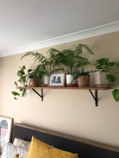 some plants are sitting on shelves above a bed