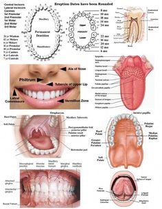 Dental Hygiene Local Anesthesia, Dental Code Cheat Sheet, Dental Anatomy Study, Dental Hygiene School Study Guides, Dental Diagram, Dental Assistant Outfits, Dental Assistant Study Notes, Dental Abbreviations, Dental Hygienist Aesthetic