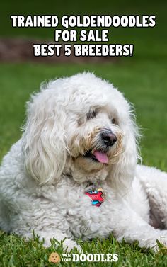 a white dog laying in the grass with its tongue out