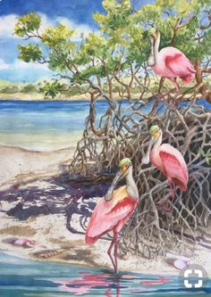 three flamingos are standing in the water near some mangroves and tree branches with their beaks open