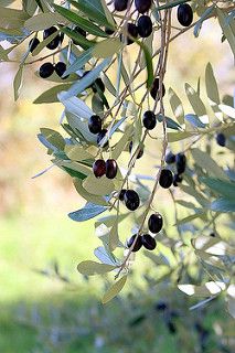 olives growing on an olive tree in the sun