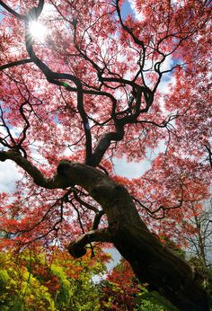 the sun shines brightly through the branches of a tree in an autumn forest with red leaves