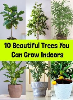 several potted plants with the words 10 beautiful trees you can grow indoors on them