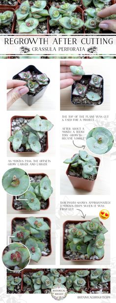 the instructions for how to grow succulents in pots