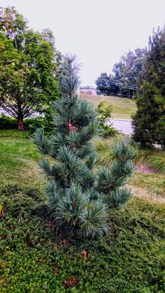 a small pine tree sitting in the middle of a lush green field