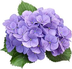 a bunch of purple flowers with green leaves