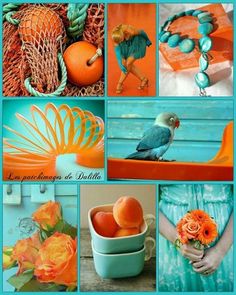 the collage shows oranges, blue and green colors in different pictures with flowers