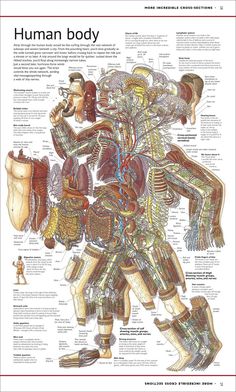 the human body is shown in this diagram