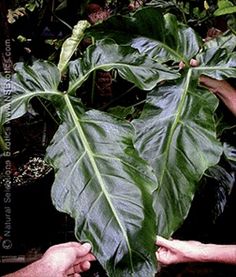 two hands holding up a large leafy plant