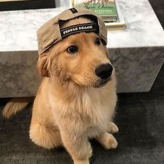 a brown dog wearing a hat sitting on the floor next to a table with books